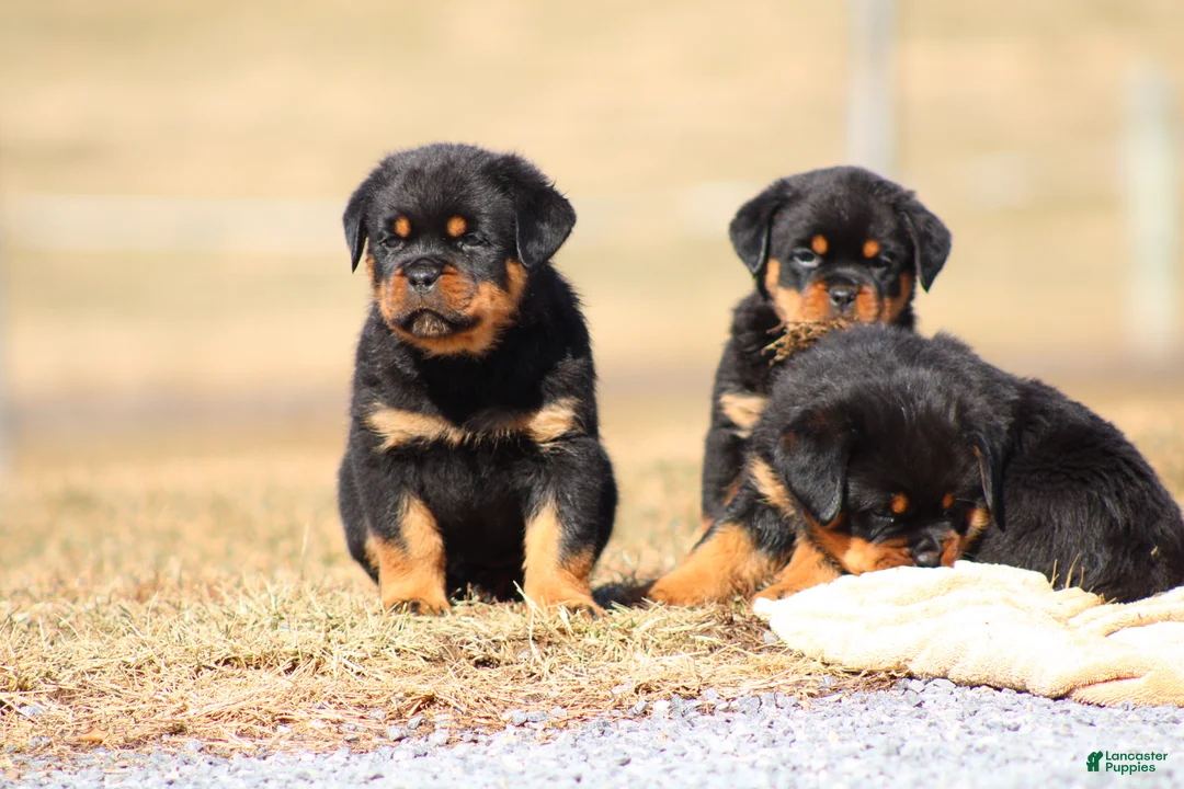 Rottweiler dogs for sale: Donn  - Ad 1
