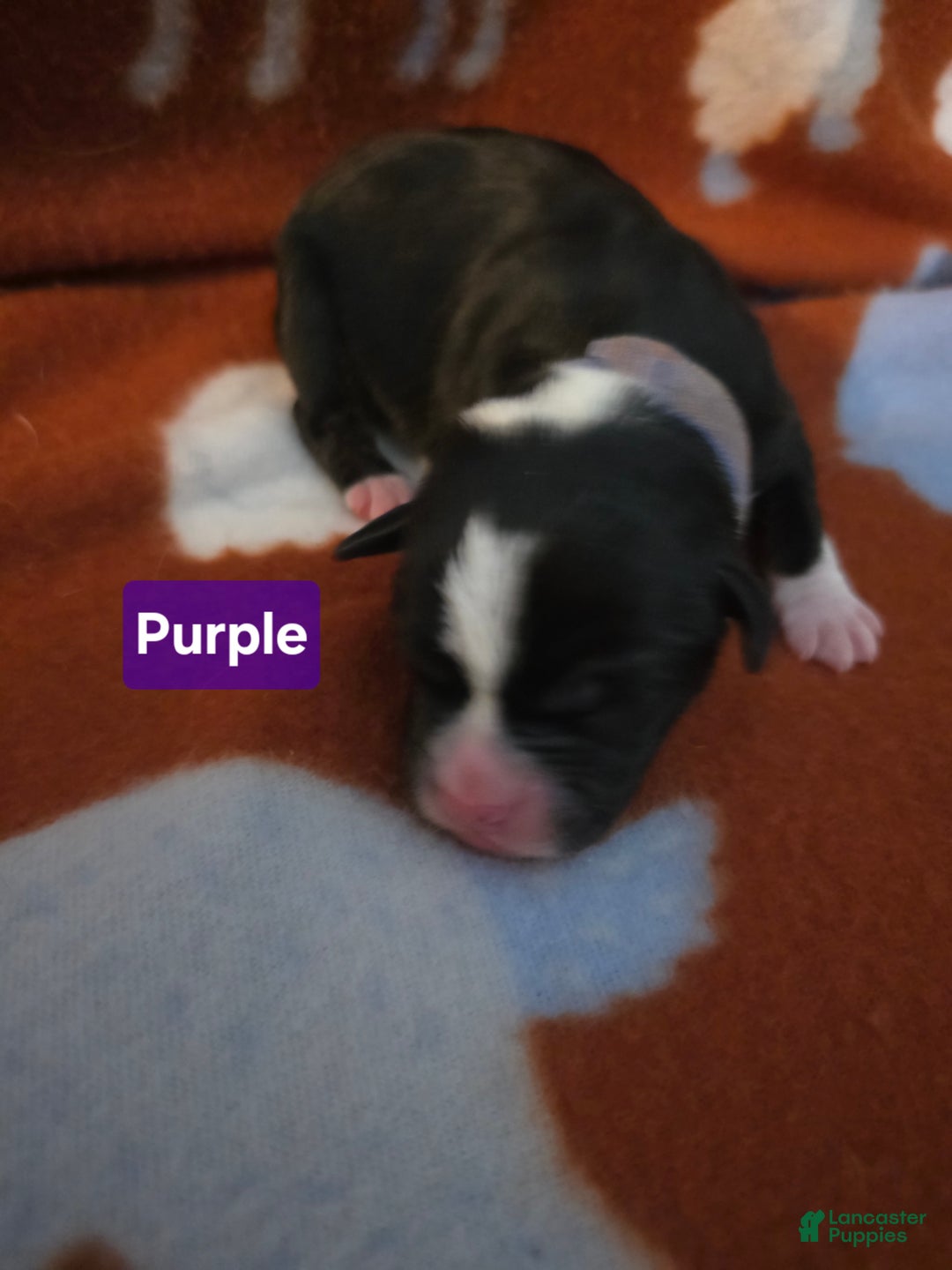 Mixed Breed dogs for sale: Purple - Ad 9