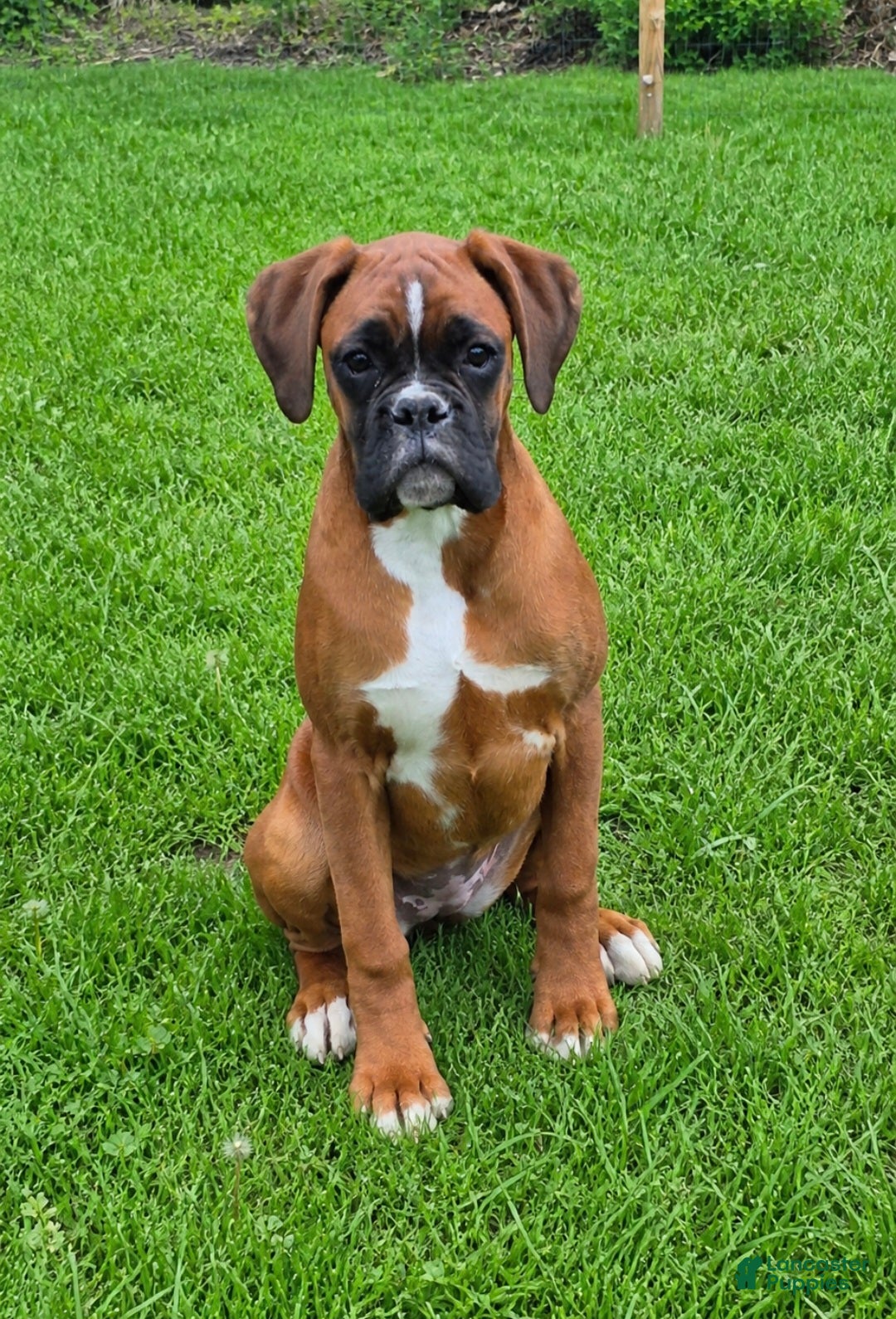 Boxer dogs BAILEY - Ad 1
