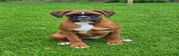 Boxer dogs for sale: BAILEY - Ad 1