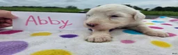 Sheepadoodle dogs for sale: Sheepadoodle 4 - Ad 3