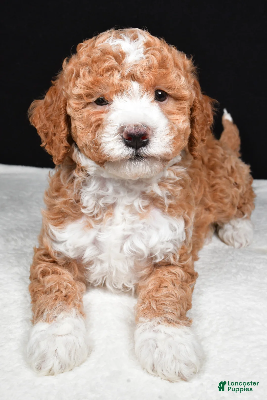 Mini Goldendoodle dogs for sale: Miley - Ad 2