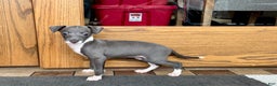 Italian Greyhound dogs for sale: Lila - Ad 1