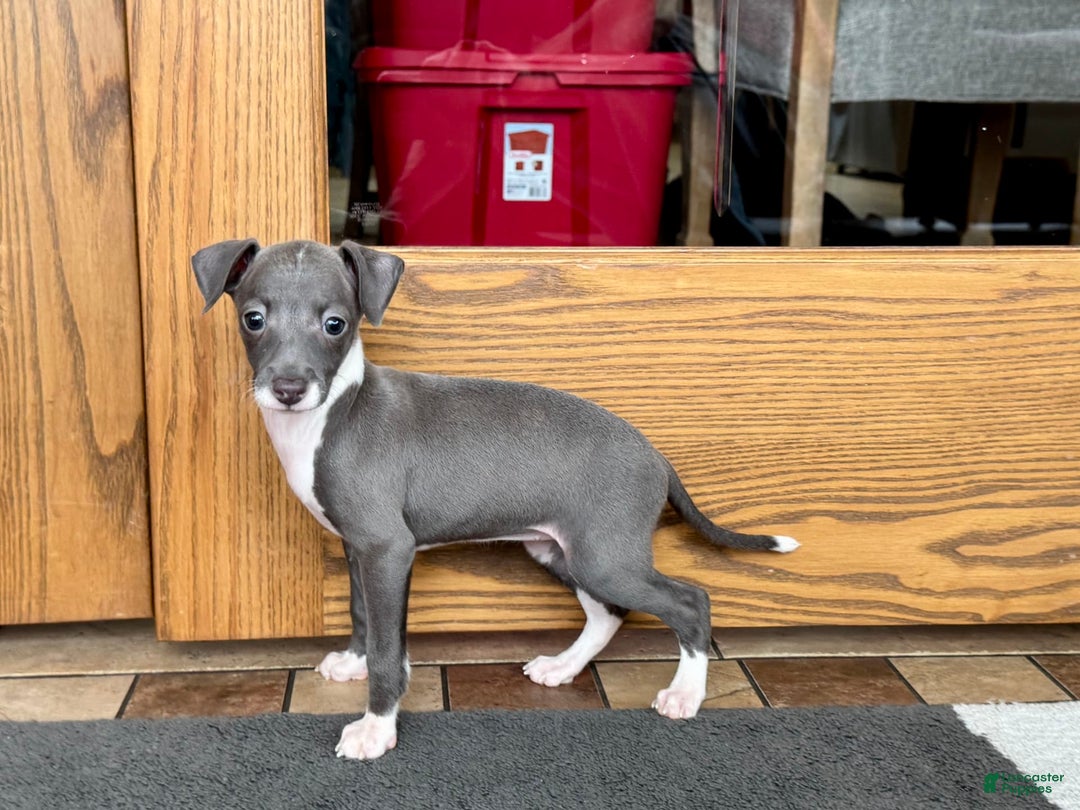 Italian Greyhound dogs for sale: Lila - Ad 1