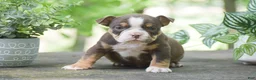 Olde English Bulldogge dogs for sale: Ava - Ad 3