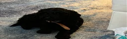 Goldendoodle dogs for sale: Goldendoodle 1 - Ad 1