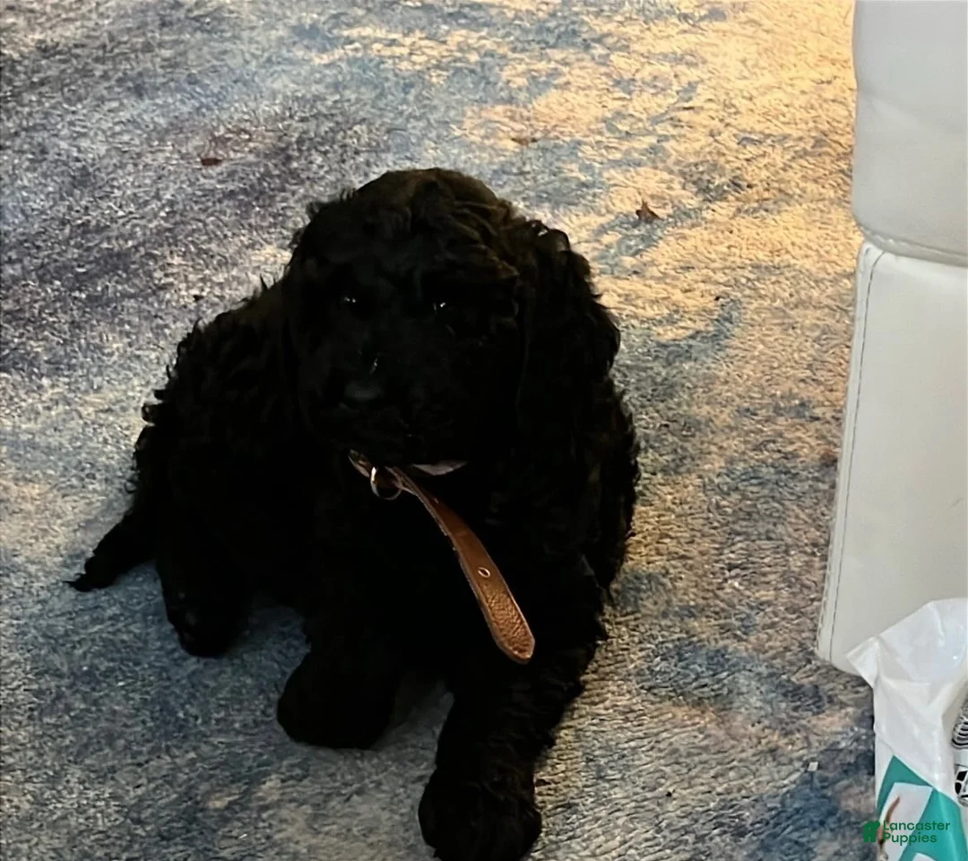 Goldendoodle dogs for sale: Goldendoodle 1 - Ad 1