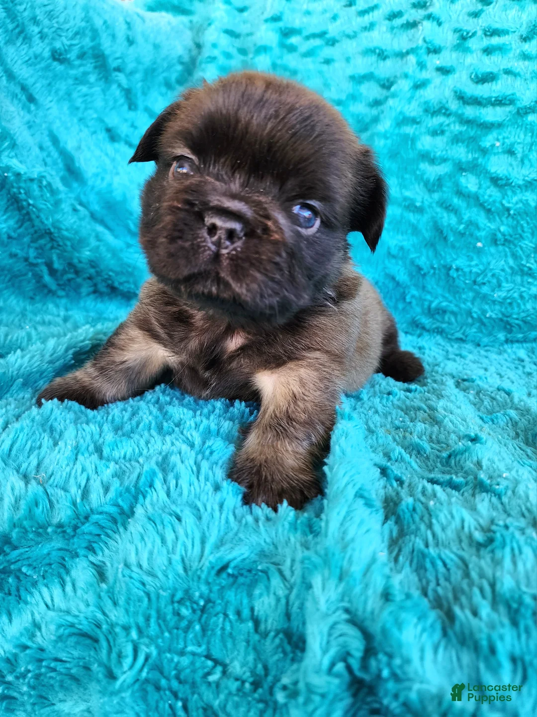 French Bulldog dogs for sale: Chocolate Bear - Ad 2