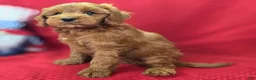 Cockapoo dogs for sale: Milan - Ad 4