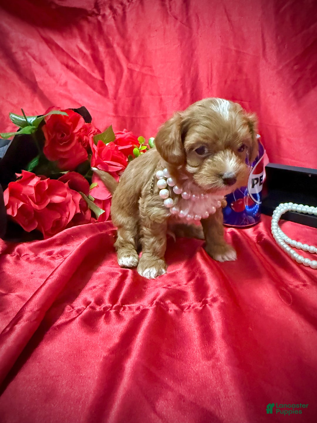 Yorkiepoo dogs for sale: Reese  - Ad 3