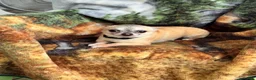 Chihuahua dogs for sale: Chihuahua Puppy 2 - Ad 10