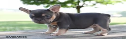 French Bulldog dogs for sale: Mae - Ad 3