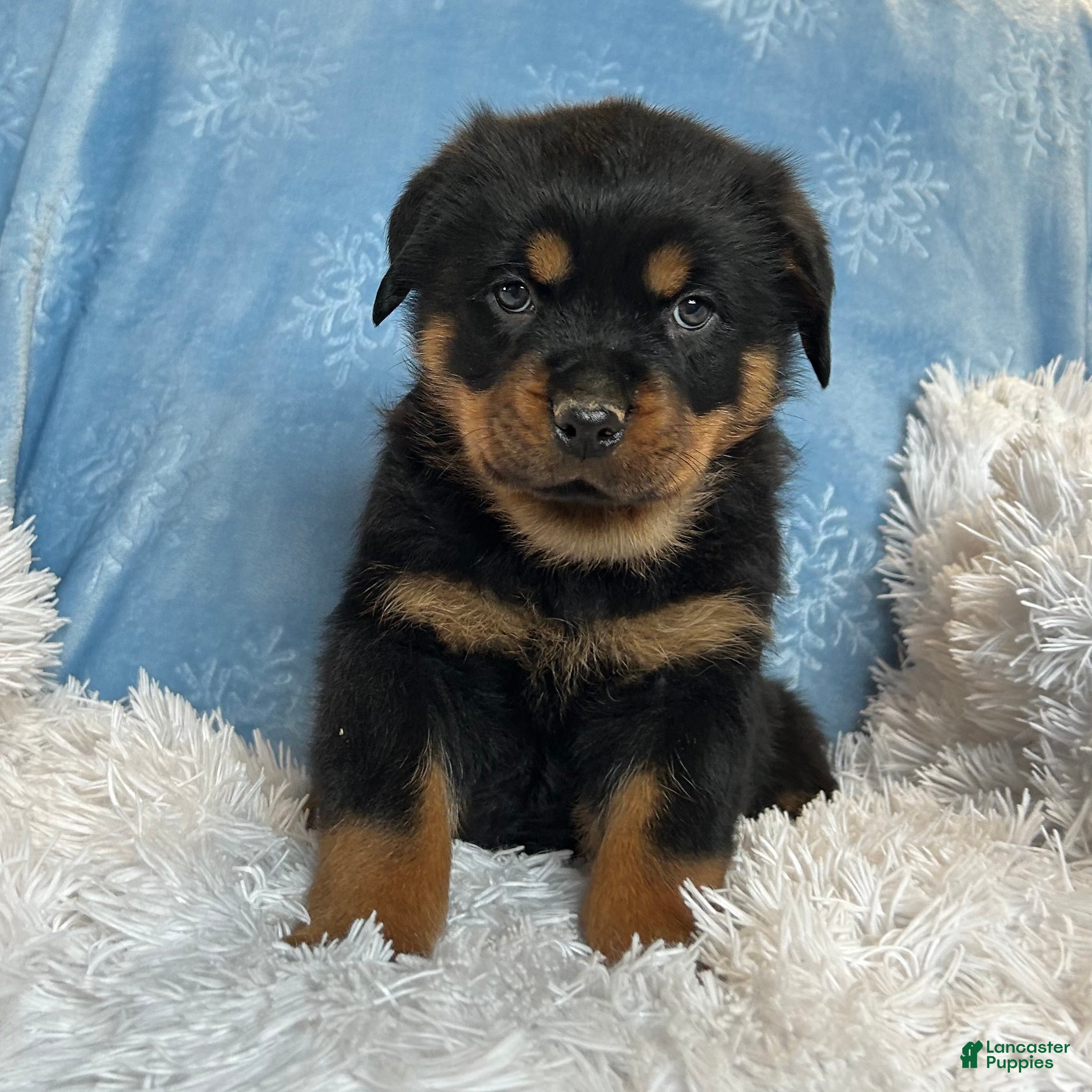 Rottweiler dogs Chase - Ad 14