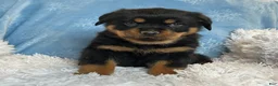 Rottweiler dogs for sale: Chase - Ad 1