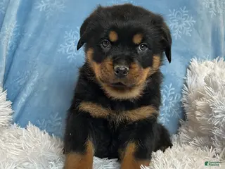 Rottweiler dogs Chase - Ad 10