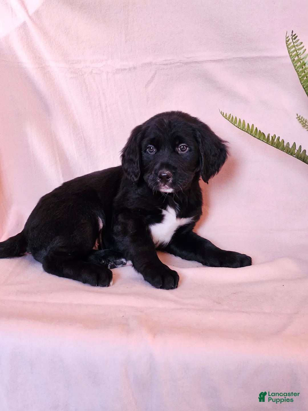 Mixed Breed dogs for sale: Sadie - Ad 1