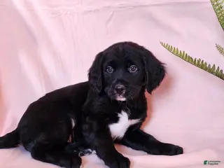 Mixed Breed dogs Sadie - Ad 6