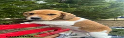 Beagle dogs for sale: Abby - Ad 3