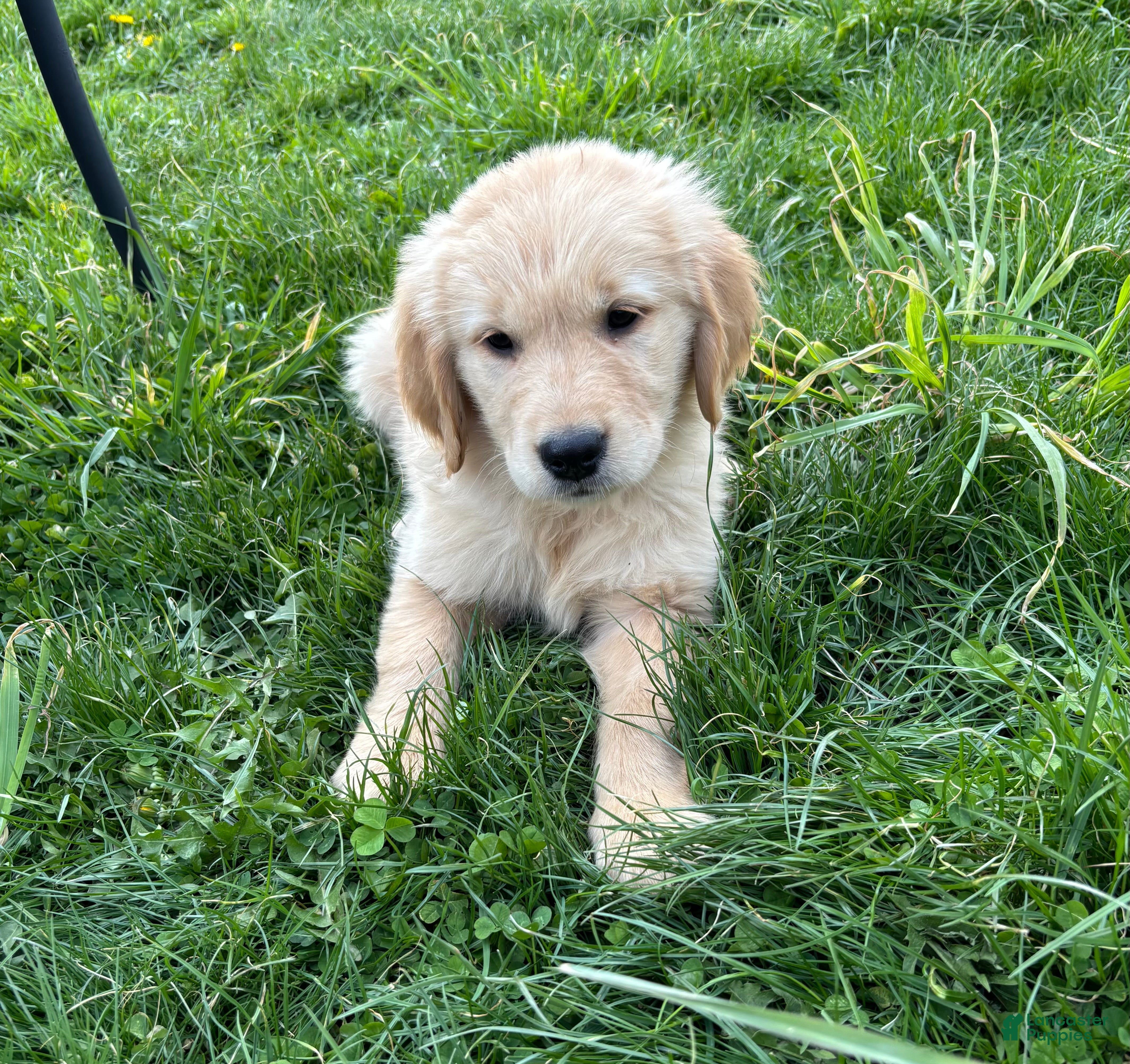 Golden Retriever dogs Sampson  - Ad 39