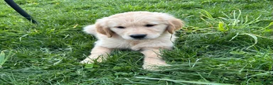 Sampson 