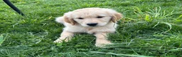 Golden Retriever dogs for sale: Sampson  - Ad 1