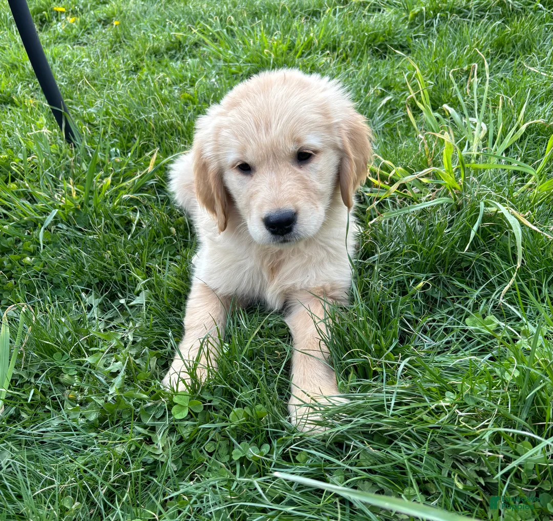 Golden Retriever dogs for sale: Sampson  - Ad 1