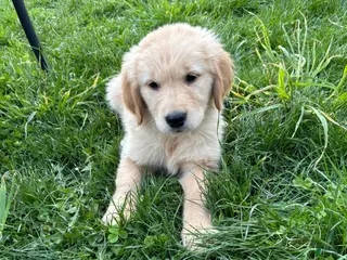 Golden Retriever dogs Sampson - Ad 39