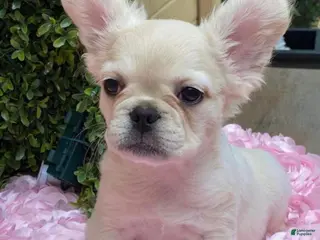 French Bulldog dogs French Bulldog Puppy 4 - Ad 7