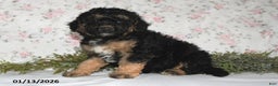 Mini Aussiedoodle dogs for sale: Asher - Ad 3