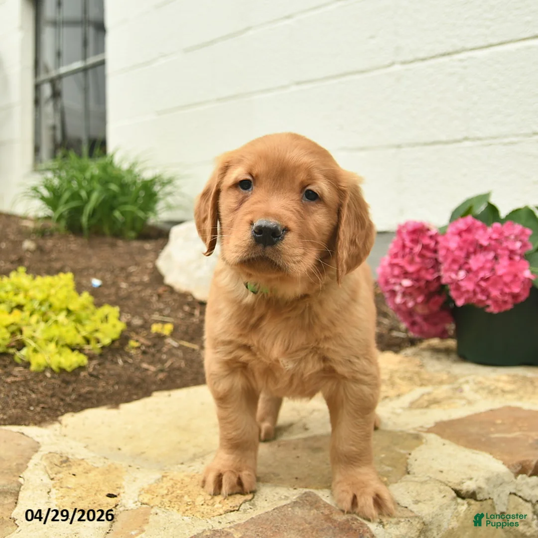 Golden Retriever dogs for sale: Cheif  - Ad 3