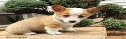 Welsh Corgi Pembroke dogs for sale: Georgia - Ad 3