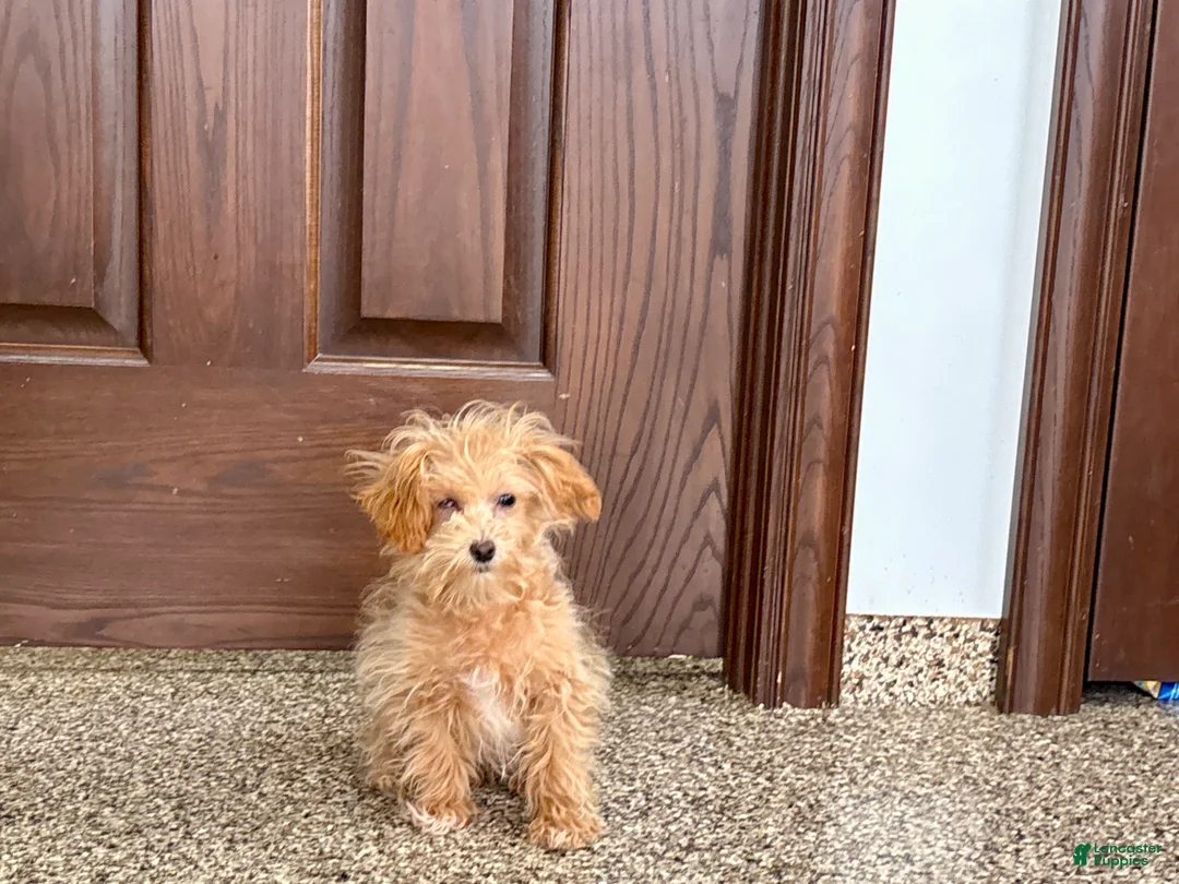 Maltipoo dogs for sale: Maltipoo Female Puppy 4 - Ad 2