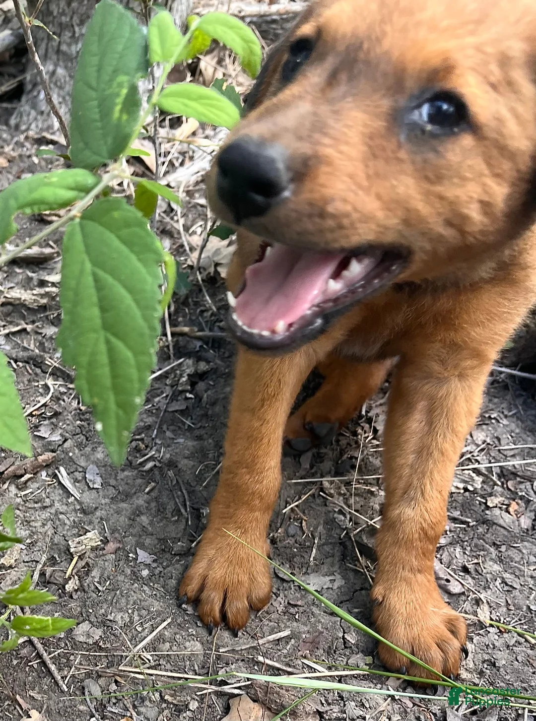Mixed Breed dogs for sale: Doberdoodle - Ad 1