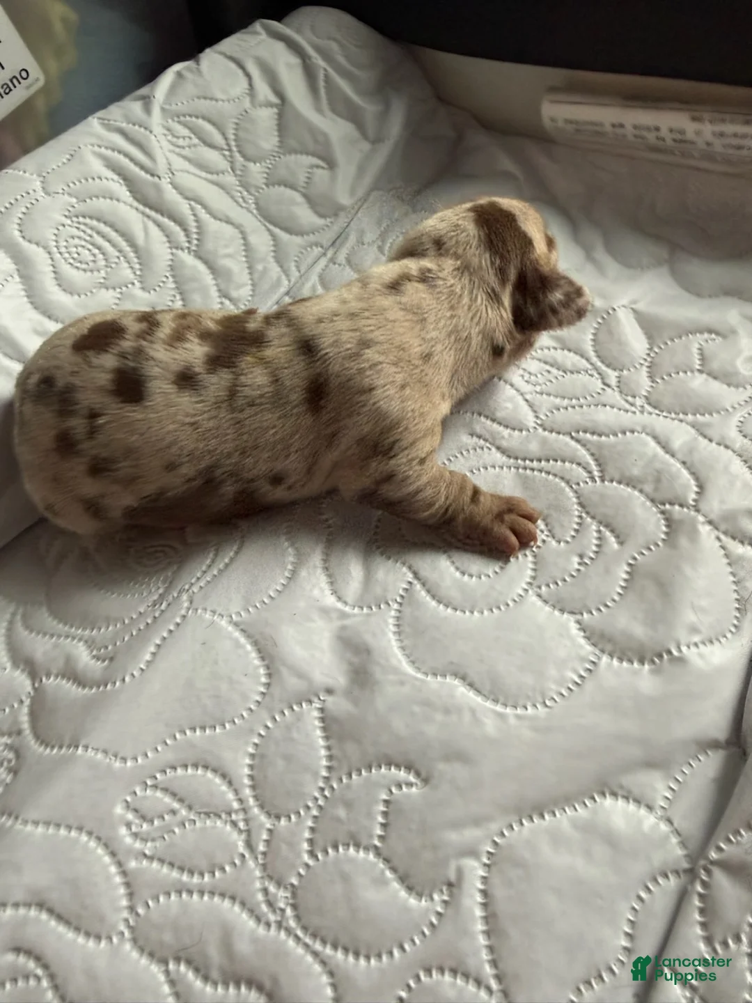Miniature Dachshund dogs for sale: Liberty - Ad 2