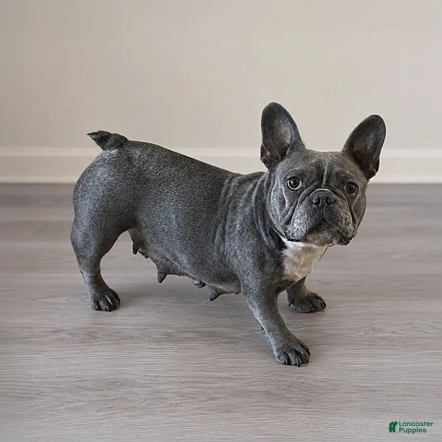 French Bulldog dogs Pam - Ad 2