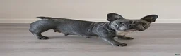French Bulldog dogs for sale: Pam - Ad 2
