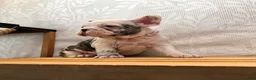 French Bulldog dogs for sale: Charlotte "Char"  - Ad 6