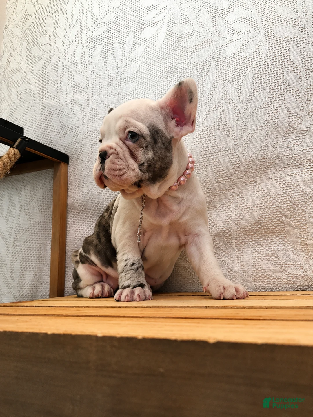 French Bulldog dogs for sale: Charlotte "Char"  - Ad 6