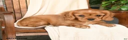 Cavalier King Charles Spaniel dogs for sale: Carmel - Ad 4
