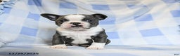 Boston Terrier dogs for sale: Bubbles - Ad 4