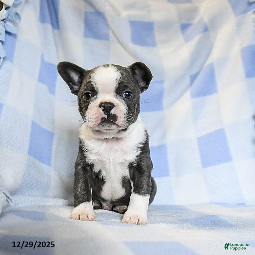 Boston Terrier dogs for sale: Bubbles - Ad 4