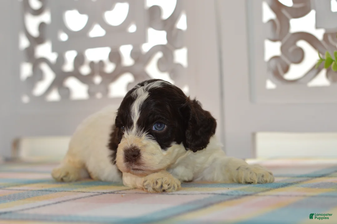 Cockapoo dogs for sale: Chase - Ad 8