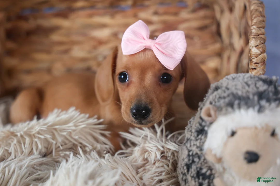 Dachshund dogs for sale: Quincy - Ad 10