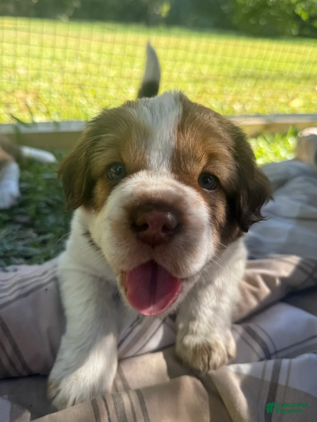 Mini Hippo dogs for sale: Mini Hippo Puppy - Arlo - Ad 1