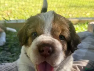 Mini Hippo dogs Mini Hippo Puppy - Arlo - Ad 4