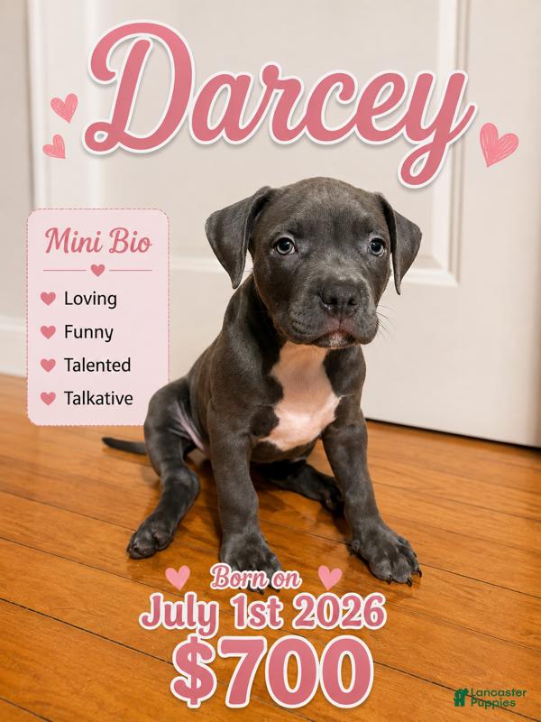 American Pit Bull Terrier dogs Darcey - Ad 9