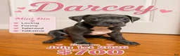 American Pit Bull Terrier dogs for sale: Darcey - Ad 1