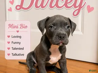 American Pit Bull Terrier dogs Darcey - Ad 9