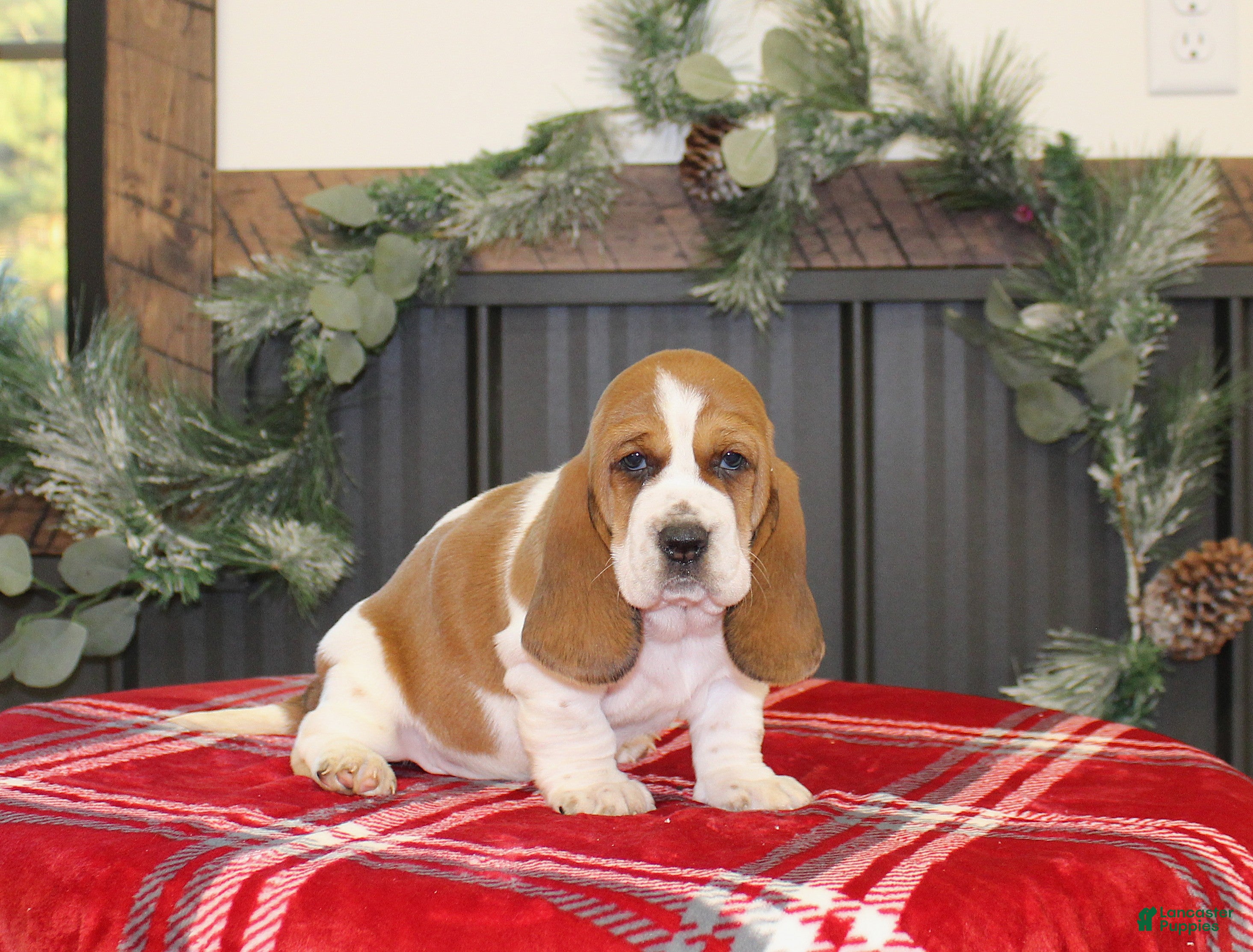 Basset Hound dogs Cookie - Ad 8