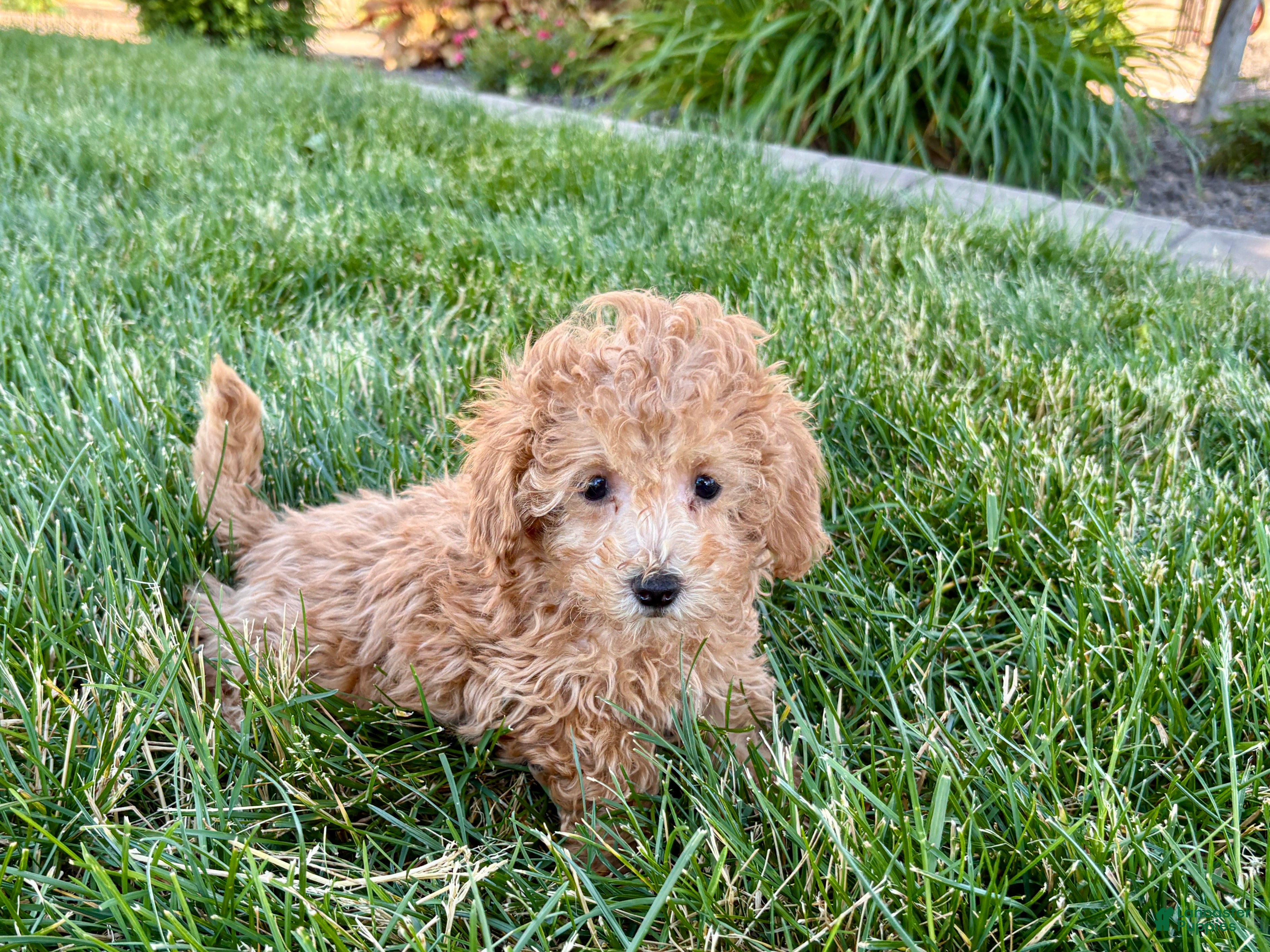 Maltipoo dogs for sale: Snickers  - Ad 6